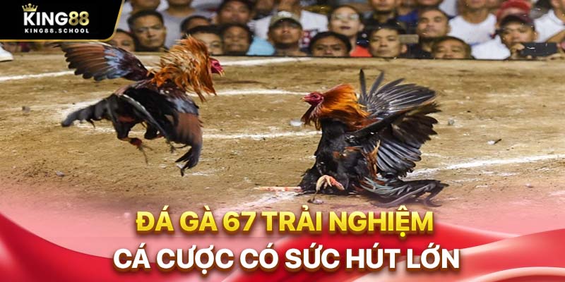 Đá Gà 67 Live Trực Tiếp Thomo Bồ Gà Chất Lượng Cao 1 Đá gà 67 trải nghiệm cá cược có sức hút lớn